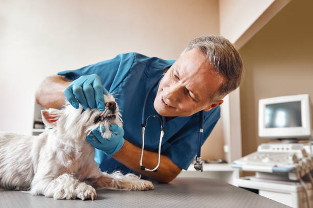 Best Emergency Dental Care for Sports Injuries in Kershaw, SC